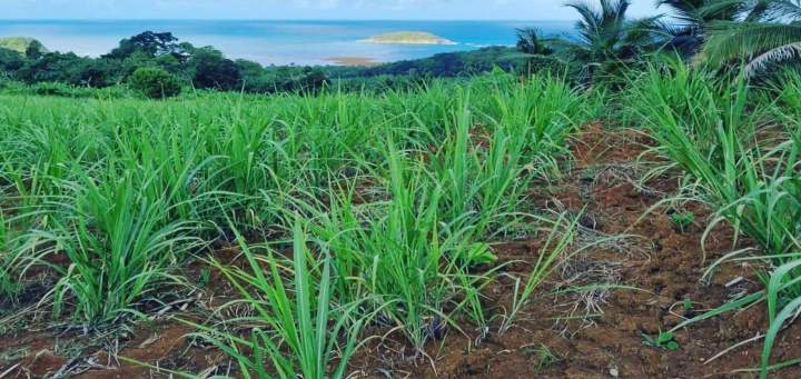 Culture plantes diversifiées Martinique
