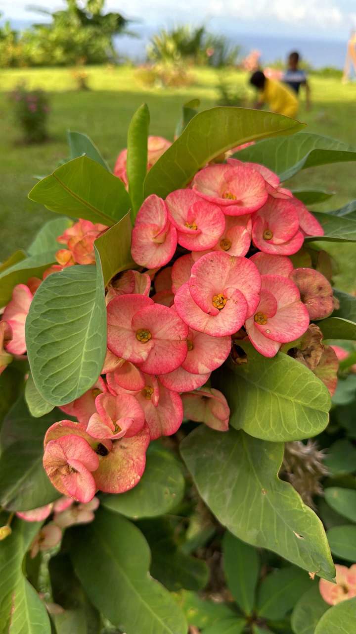 Domaine agrotouristique Martinique