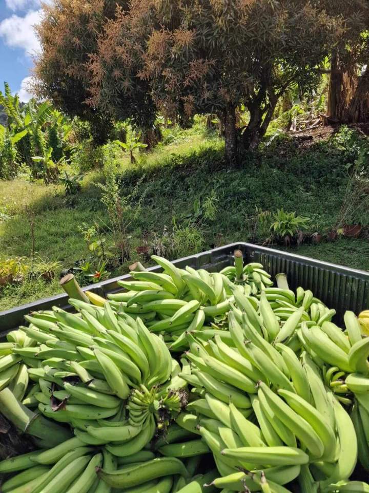 Culture banane Martinique
