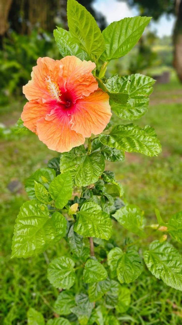 Domaine production plantes et fleurs Martinique